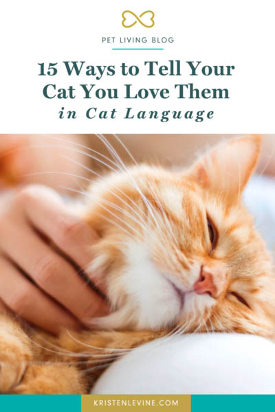 Top 10 Ways to Show Your Cats You Love Them