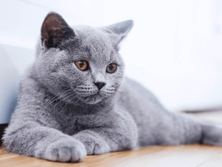 Cat Not Using the Litter Box? Here’s Why and How to Fix It Now