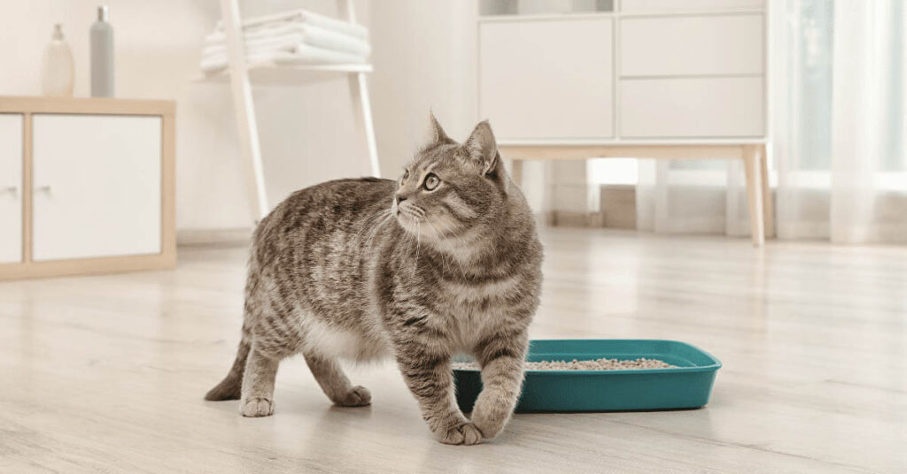 How to Keep Cat Litter Off the Floor Pet Living