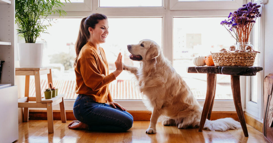 best dog training treats and how to use them