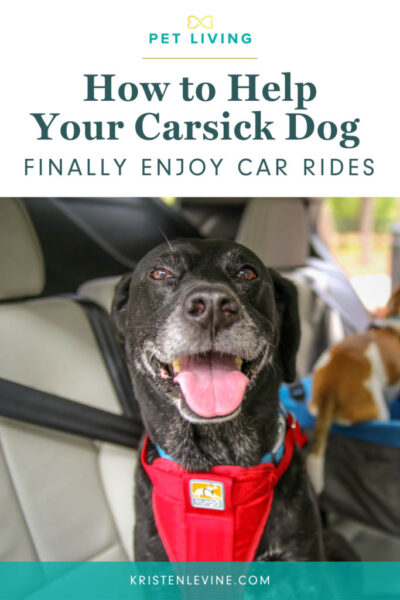 pin how to help your carsick dog