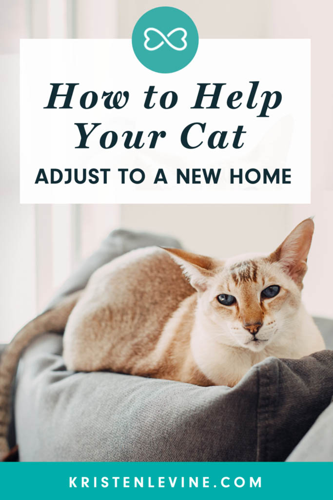 How to Introduce a Cat to Their New Home Pet Living