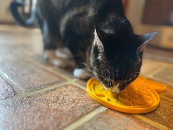 catit slow feeder makes treats last longer