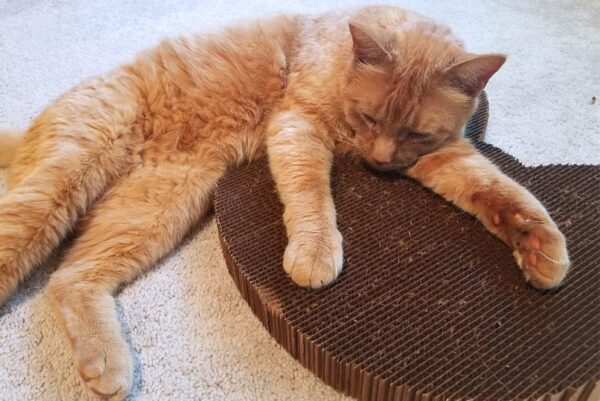 cat loves his americat scratcher