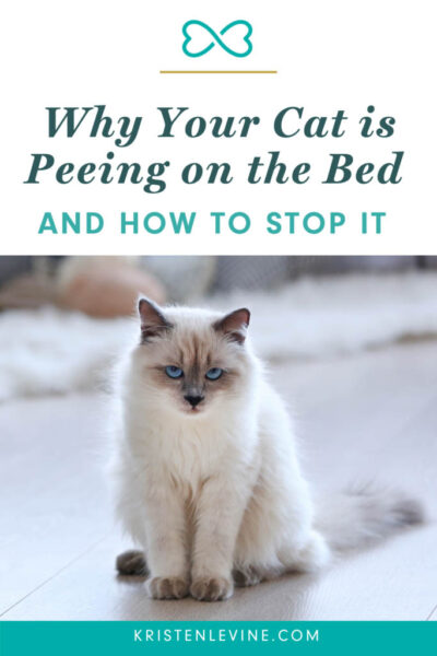 pin why your cat is peeing on the bed and how to stop it