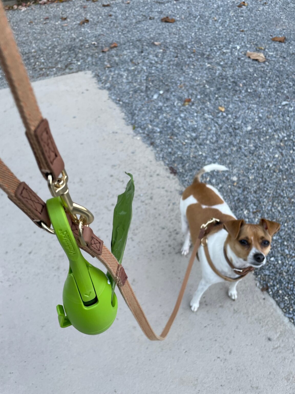 22 Perfect Christmas Gifts for Dogs and Dog Lovers