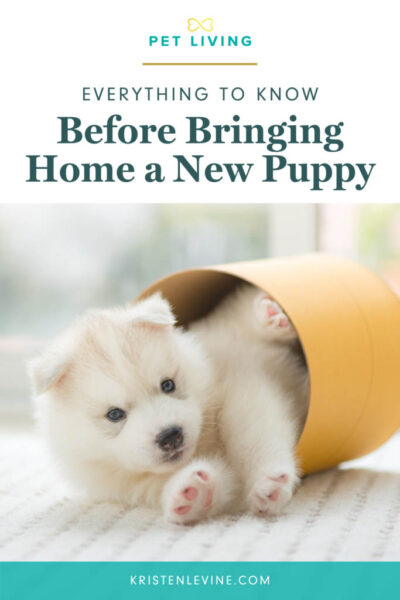 pin everything to know before bringing home a new puppy