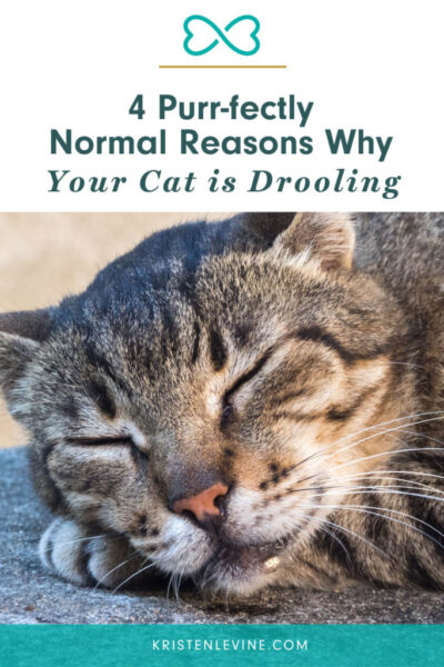 pin normal reasons why your cat drools