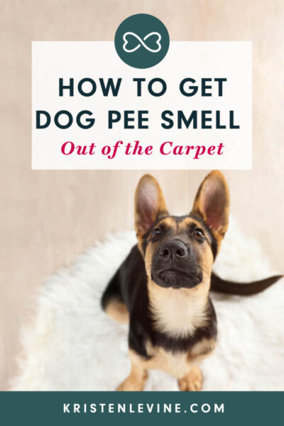 pin how to get dog pee smell out of the carpet