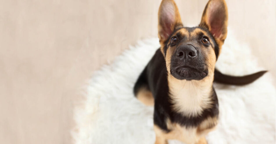 how to get dog pee smell out of carpet