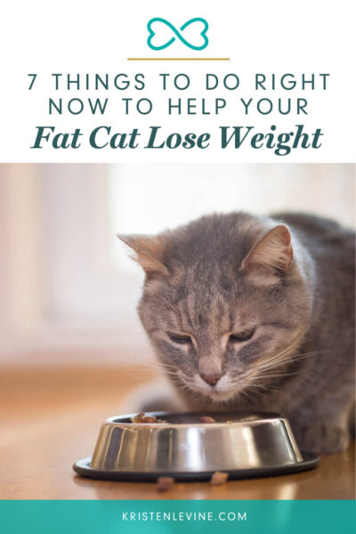 pin how to help your fat cat lose weight