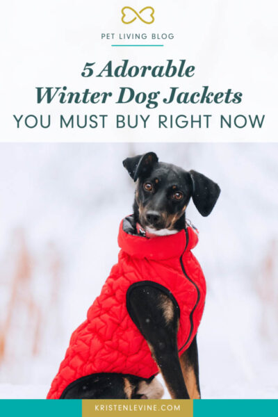 pin best winter dog jackets