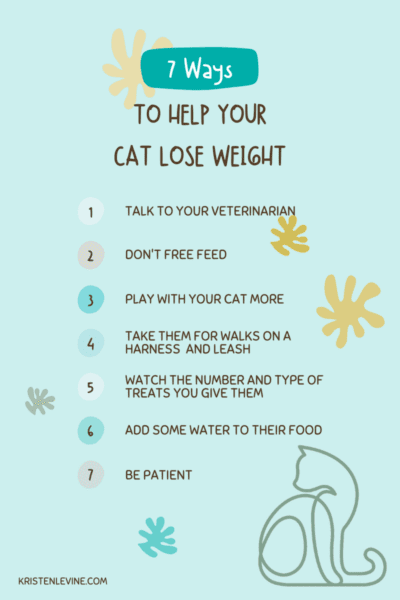 7 things to do right now to help your fat cat lose weight