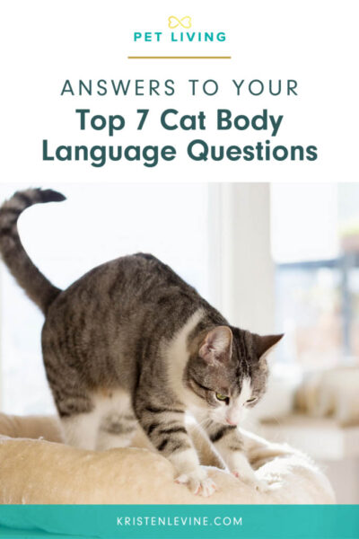 pin cat body language questions