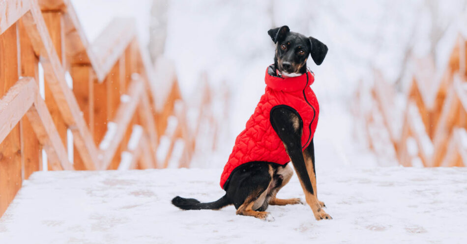 Best Winter Dog Jackets