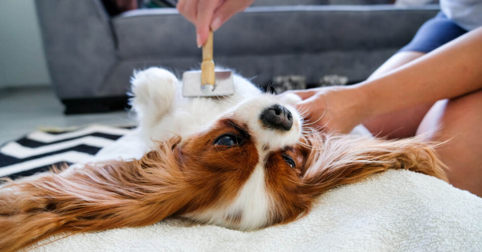 how to organize pet supplies