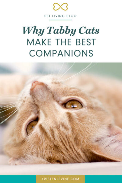 pin why tabby cats make the best companions