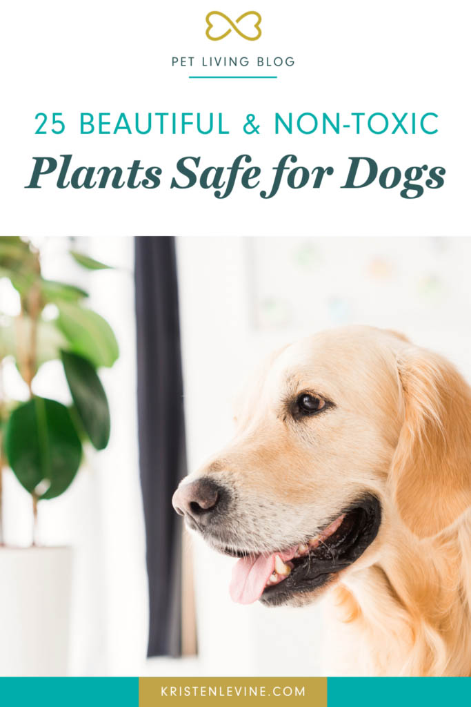 25 NonToxic Plants for Dogs Pet Living