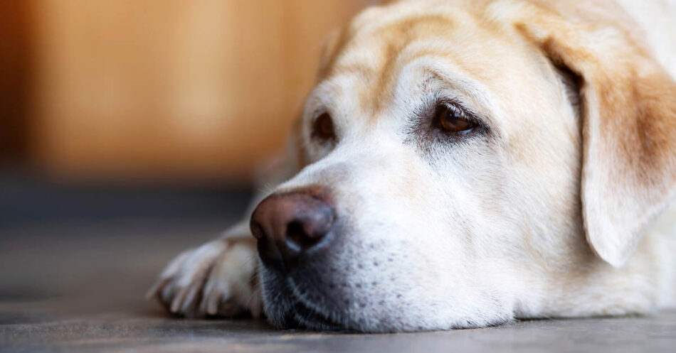 What It Means When Your Dog Vomits