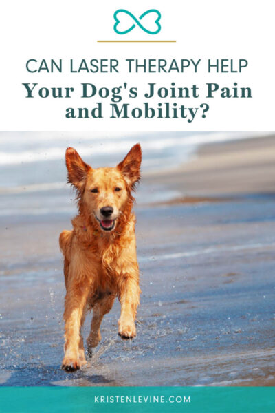 pin can laser therapy help your dog's joint pain and mobility