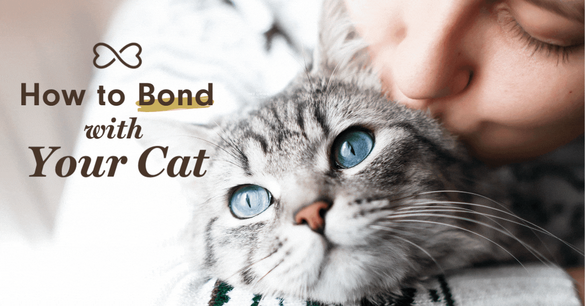 Cat Nitro bonding with owner