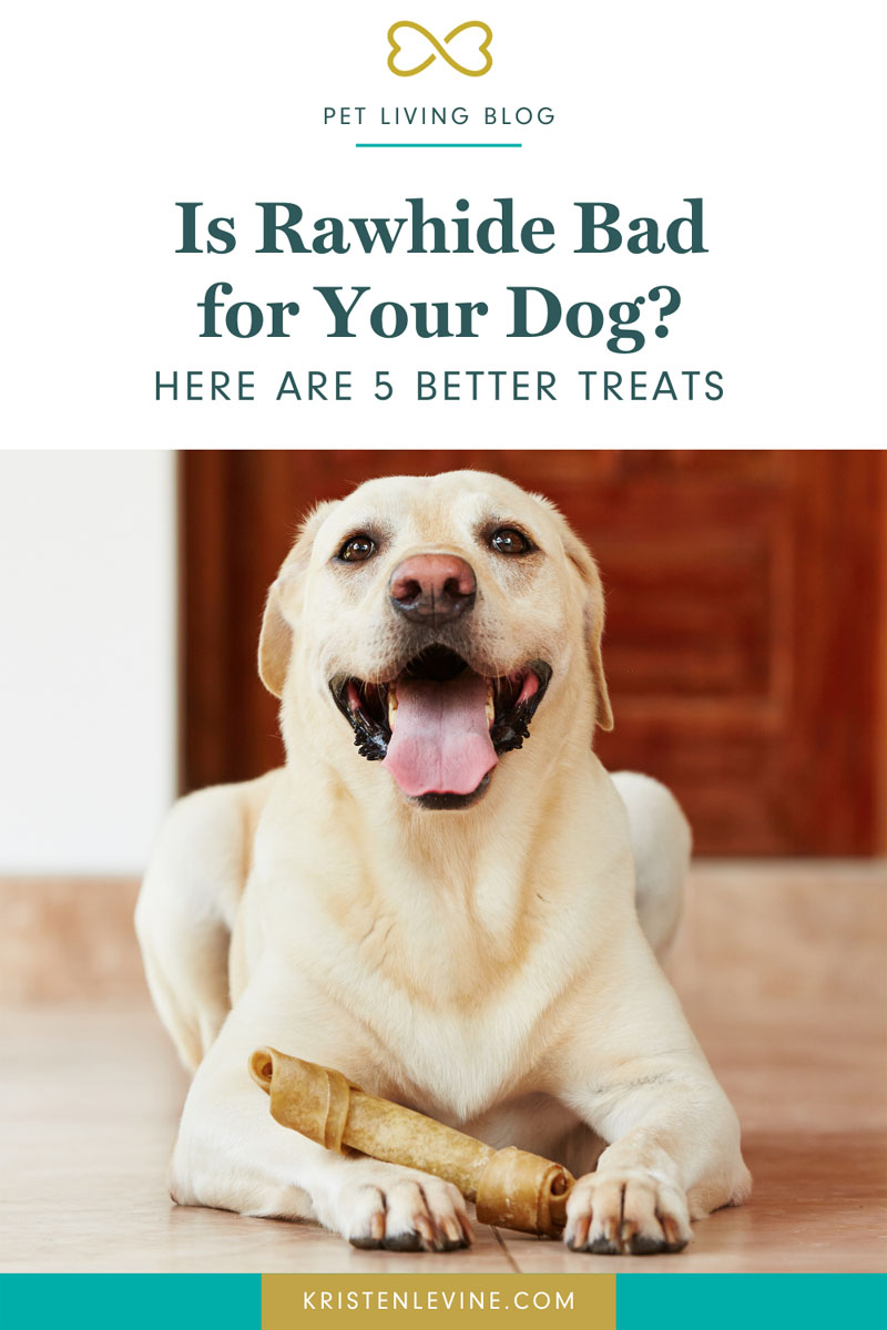 Is Rawhide Bad for Dogs? Here are 5 Better Treats for Your Dog