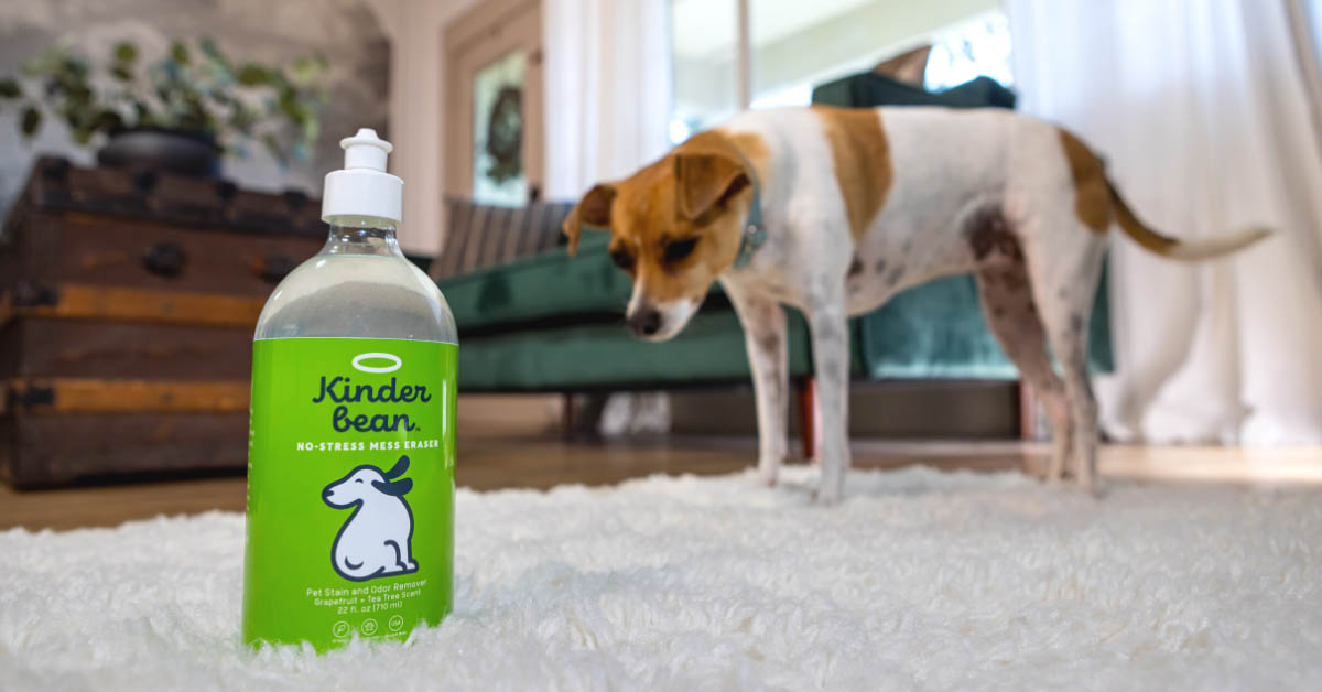 The Best Enzyme Cleaner for Dog Urine from a Pet Expert Pet Living