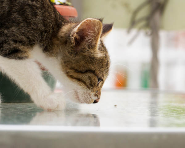 cat sniffing a mess