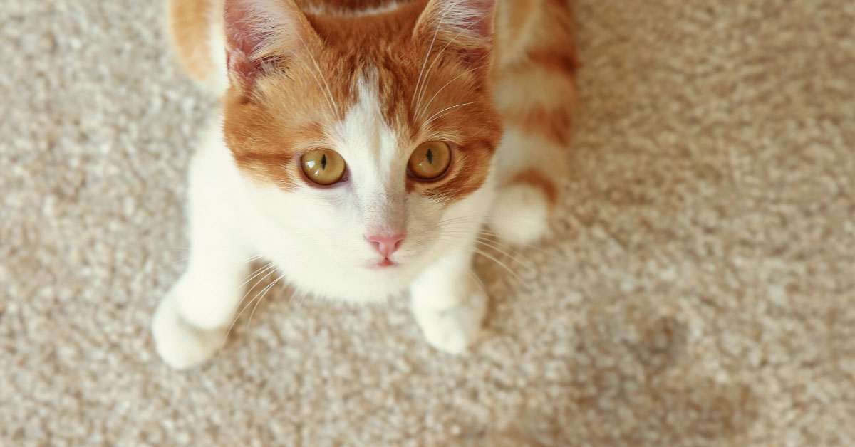 How to Find the Best Enzyme Cleaner for Cat Urine