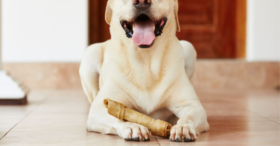 are rawhides bad for dogs