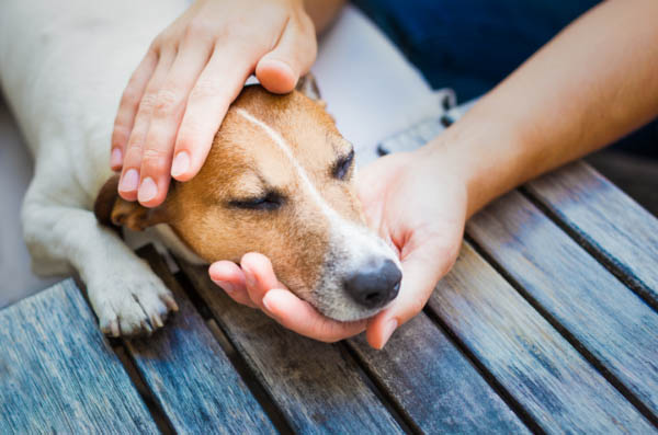 dogs can get sick from rawhide