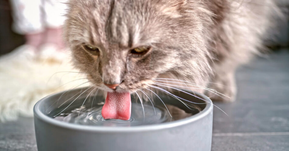 Older cat not hot sale eating but drinking