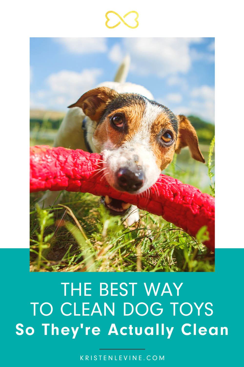 How to Wash Dog Toys to Actually Clean Them Pet Living