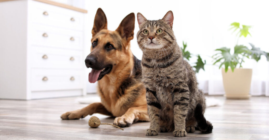 Best Vacuum For Pet Hair