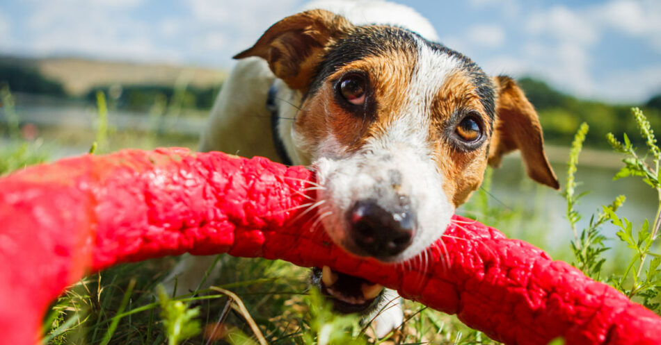 Best way to wash best sale dog toys