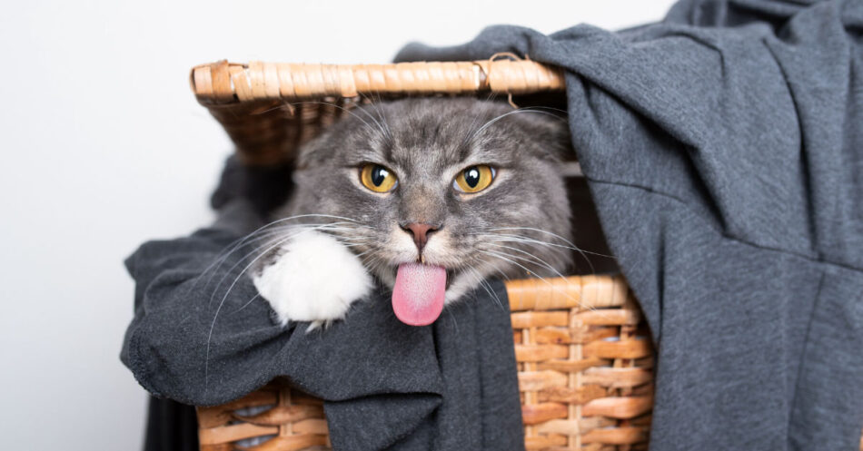 how to get cat pee smell out of clothes and linens