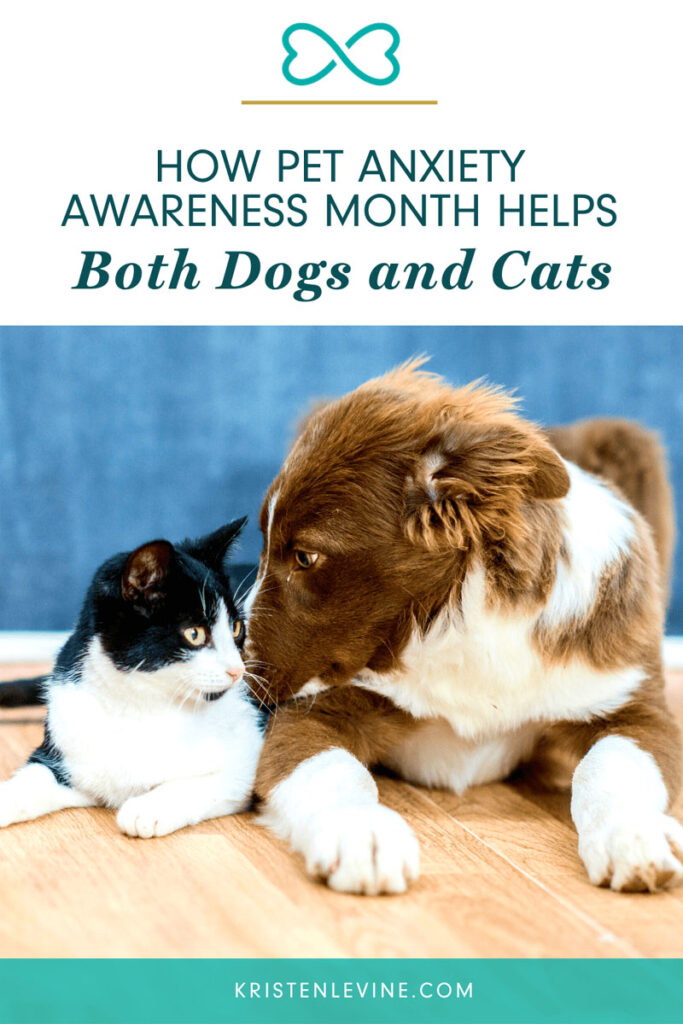 how pet anxiety awareness month helps dogs and cats pin