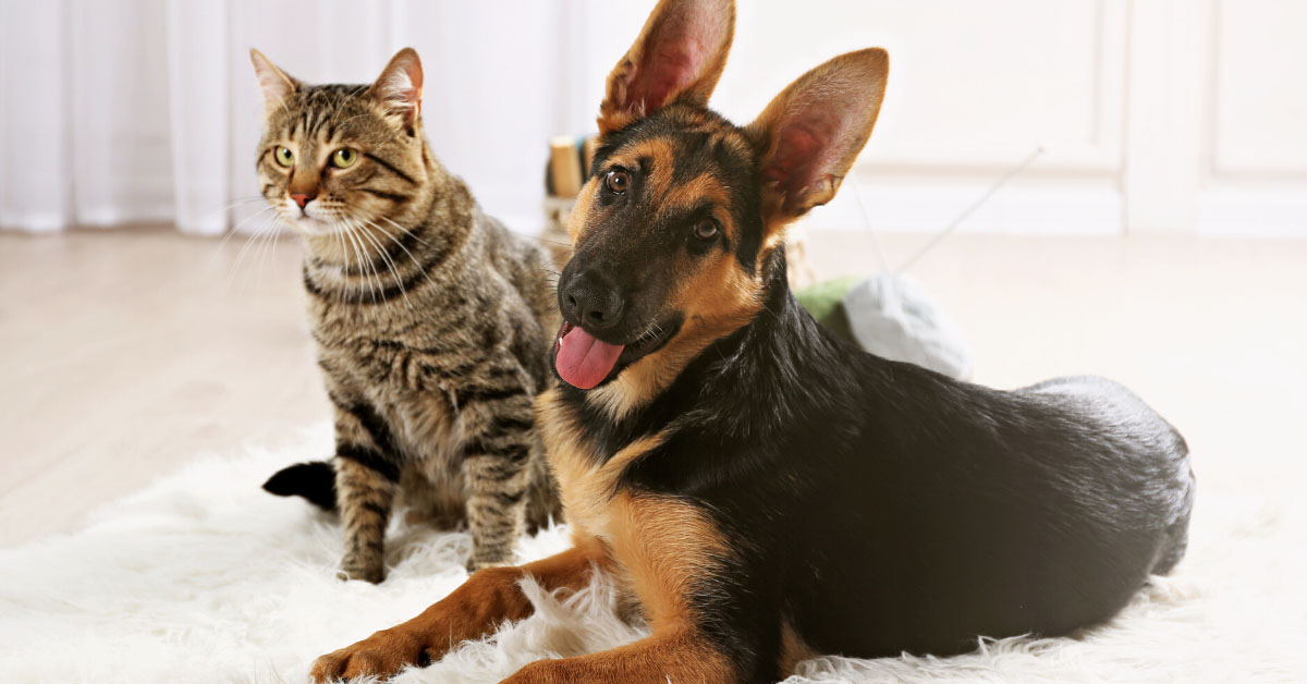 The Best Carpet for Pets Top Pick from an Experienced Pet Mom