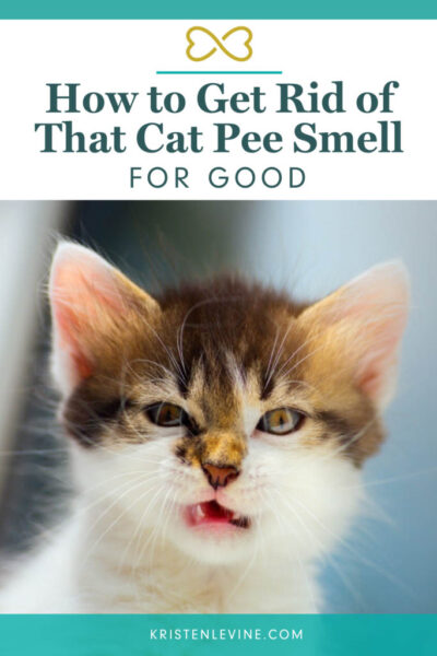 Get rid of cat outlet pee smell on bed