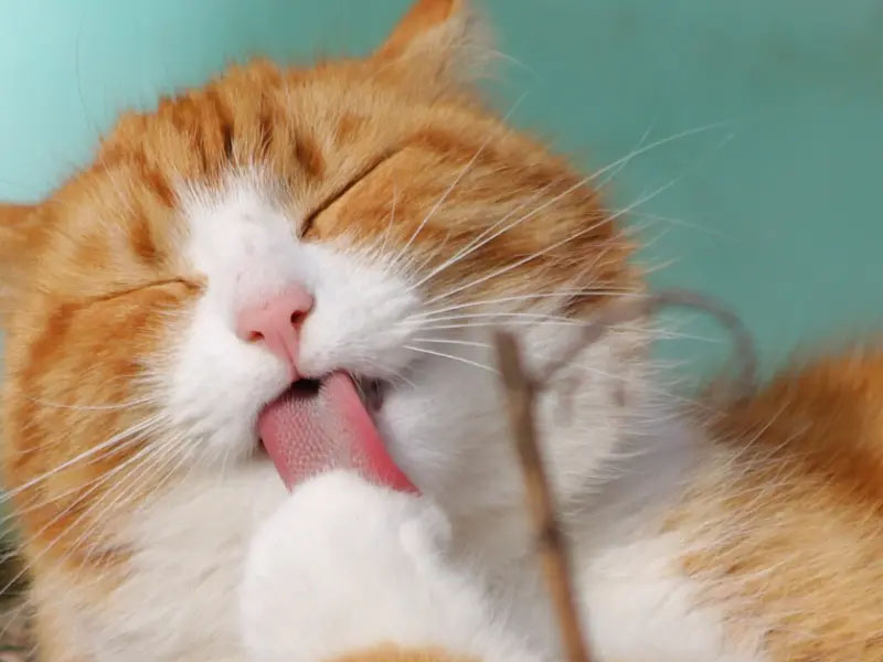 12 Cat Hairball Remedies That Really Work Pet Living