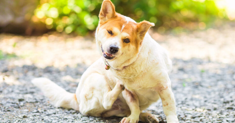 Best Dog Shampoo For Itchy Skin