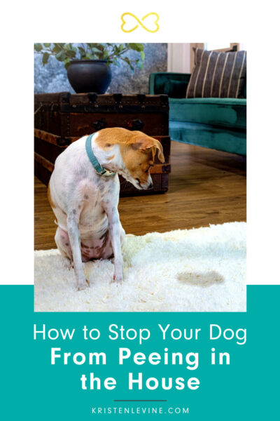 pin how to stop your dog from peeing in the house