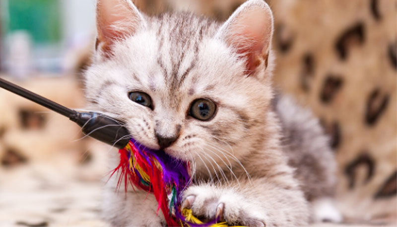 10 Best Kitten Toys