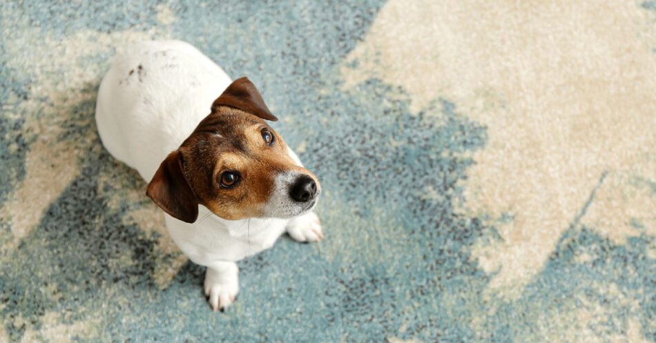 Best way to clean dried dog poop from clearance carpet