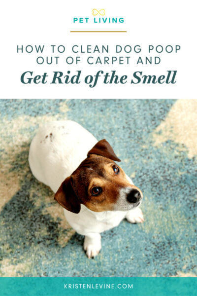 Dog poop stain out best sale of carpet