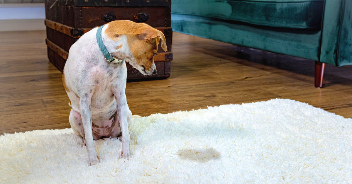 Older dog going to bathroom 2024 in house