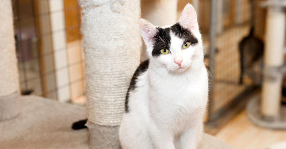 Things To Consider Before You Adopt A Shelter Cat Header