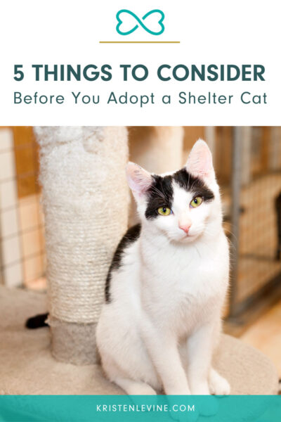 things to consider before adopting a shelter cat