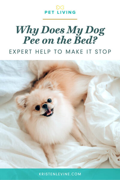 My dog peed the bed while sleeping best sale