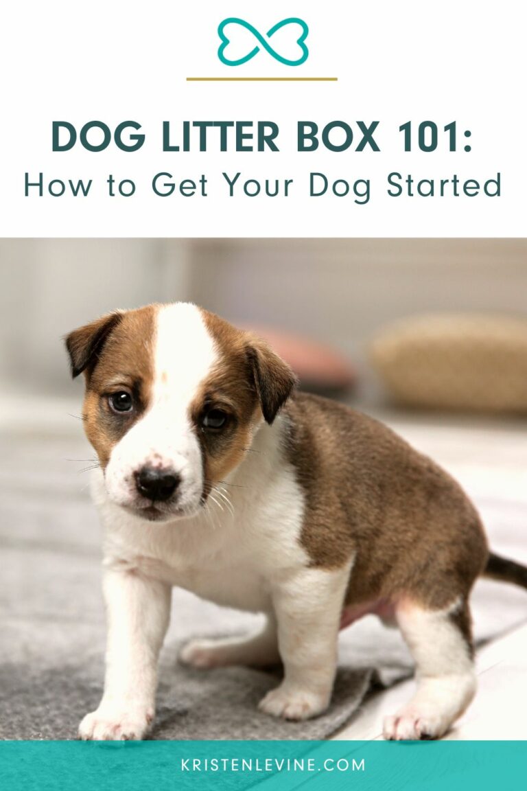 Can Dogs Use a Litter Box? Pet Living